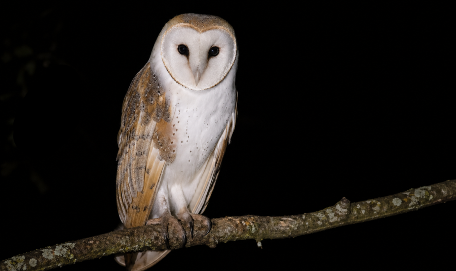 How to Watch Nocturnal Wildlife Without Disturbing It